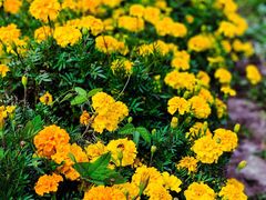 -莲花山花海