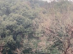 -灵顺寺