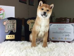 -小湘旺臭鳜鱼(百子湾店)