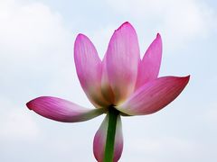 -西青郊野公园