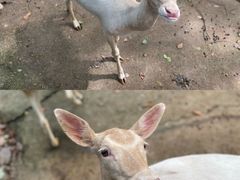 -深圳野生动物园