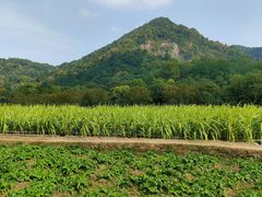 -八卦田遗址公园