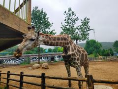 -大连森林动物园