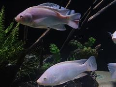 -重庆欢乐海底世界