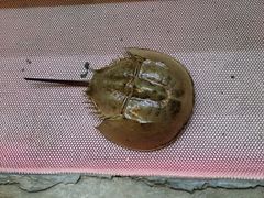 -南蚝小贝海鲜特色餐厅(南澳岛店)