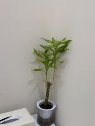 -skin79皮肤管理中心