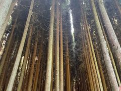 -武陵山森林公园