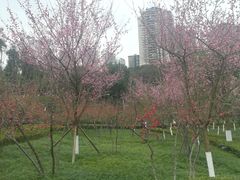 -龙头寺公园