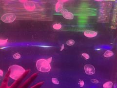 -南昌海洋公园