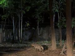 -清迈夜间动物园