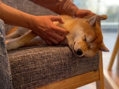 -南京Hallo宠物乐园·哈罗犬舍·柴犬繁育基地