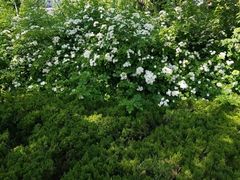 -大娘水饺(河海东路迪诺小镇店)