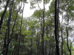 -阳台山森林公园
