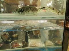 -红叶日料·放题·海胆·定食(星海店)