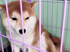 -美联众合动物医院(唯恩分院)