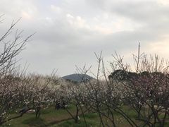 -香雪海