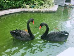 -行者书屋大堂吧 ·下午茶(南京圣和府邸酒店)