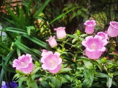 -中国科学院华南植物园