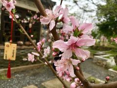 -田园东方蜜桃村的田野营地