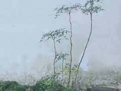 -秋霞圃