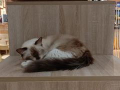 -藏猫猫咖啡主题馆(中央大道店)