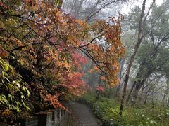 -云顶山风景区