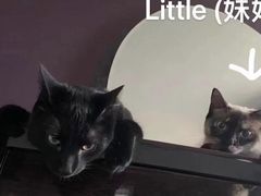 -瑞派动物医院·绝育·犬猫全科·预防医学(光景江南中店)