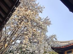 -龙华寺