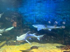 -烟台海昌鲸鲨海洋公园