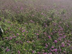 -紫海香堤香草艺术庄园