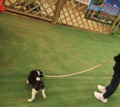 -萌宠亲子动物乐园(槐房万达店)