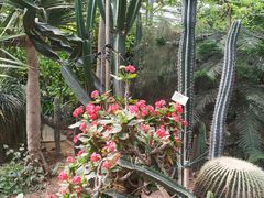 -呀路古热带植物园