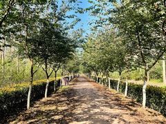 -合肥滨湖国家森林公园