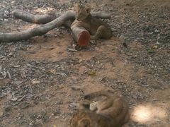 -泉州海丝野生动物世界