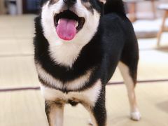 -逗柴咖啡屋·狗咖猫咖宠物桌游
