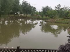 -大队长大灶鹅