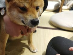 -逗柴咖啡屋·狗咖猫咖宠物桌游