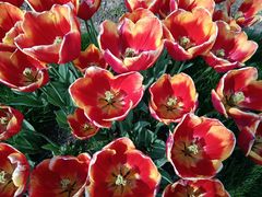 -大宁郁金香公园-停车场