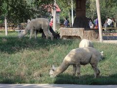 -石家庄市动物园