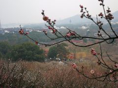 -香雪海