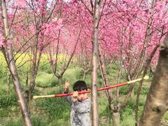 -南汇桃花村