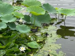 -前关湿地公园