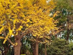 -昆山城市生态森林公园