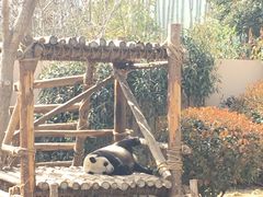 熊猫-青岛动物园