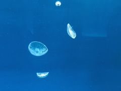 -多彩贵州城极地海洋世界