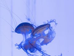 -上海海洋水族馆