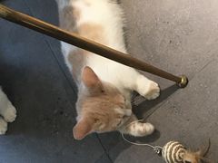 -飞行喵MR PILOT|猫舍·猫咖(静安大融城店)