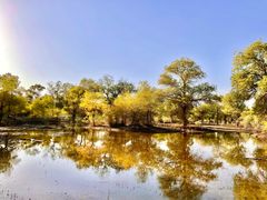 -金塔沙漠胡杨林景区