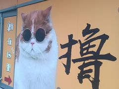 -飞行喵MR PILOT|猫舍·猫咖(静安大融城店)