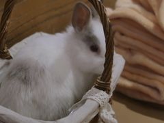-猫猫幼稚园·撸猫·桌游·电玩